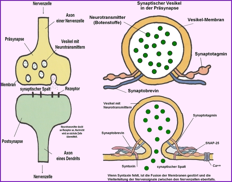 SYTXBP1 Syndrom