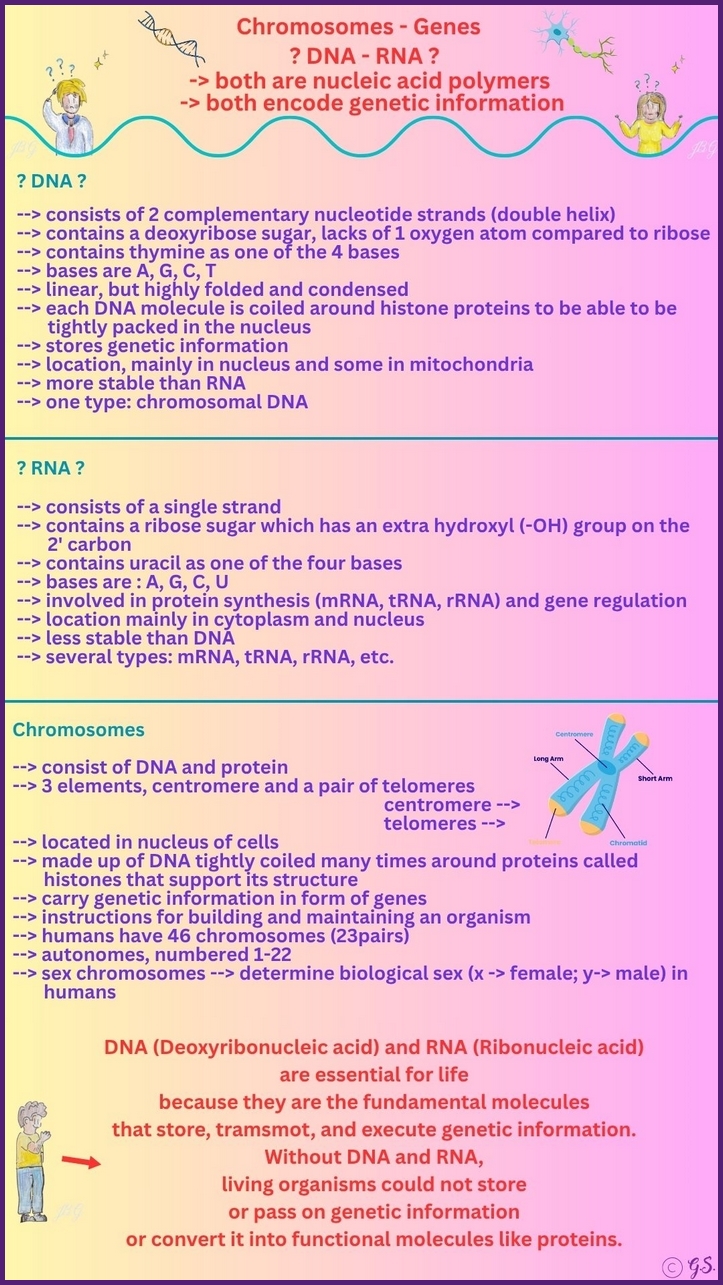DNA, RNA und Chromosome