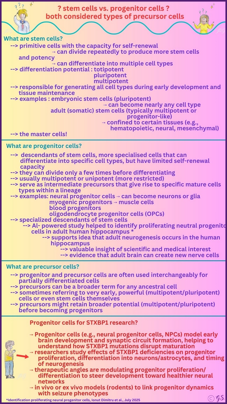 Stammzellen vs. Progenitorzellen