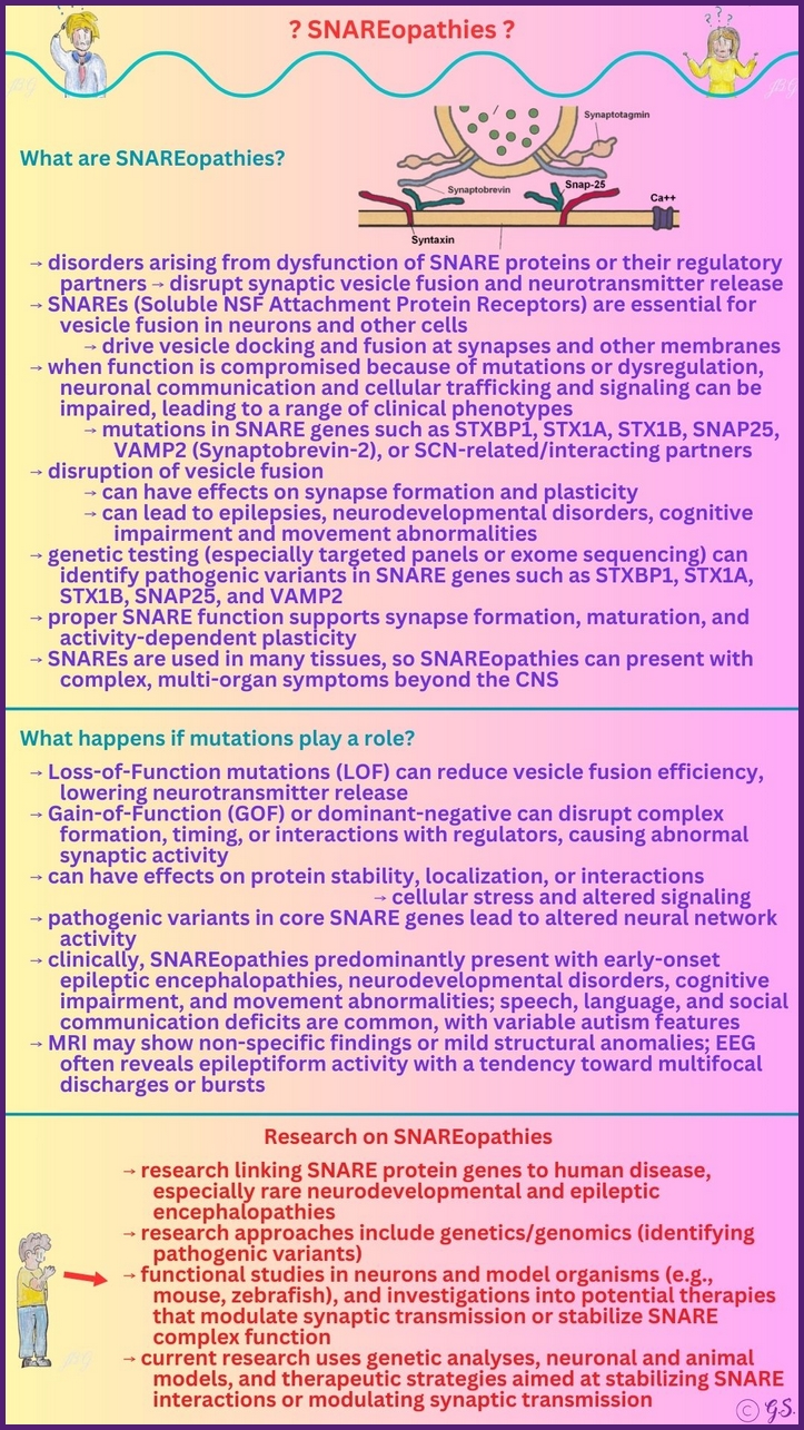 SNAREopathien