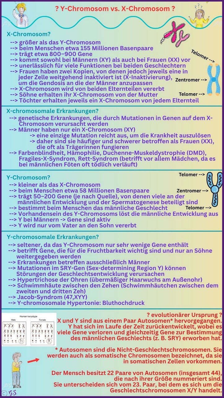 X- und Y-Chromosomen