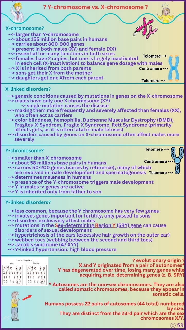 X- und Y-Chromosomen