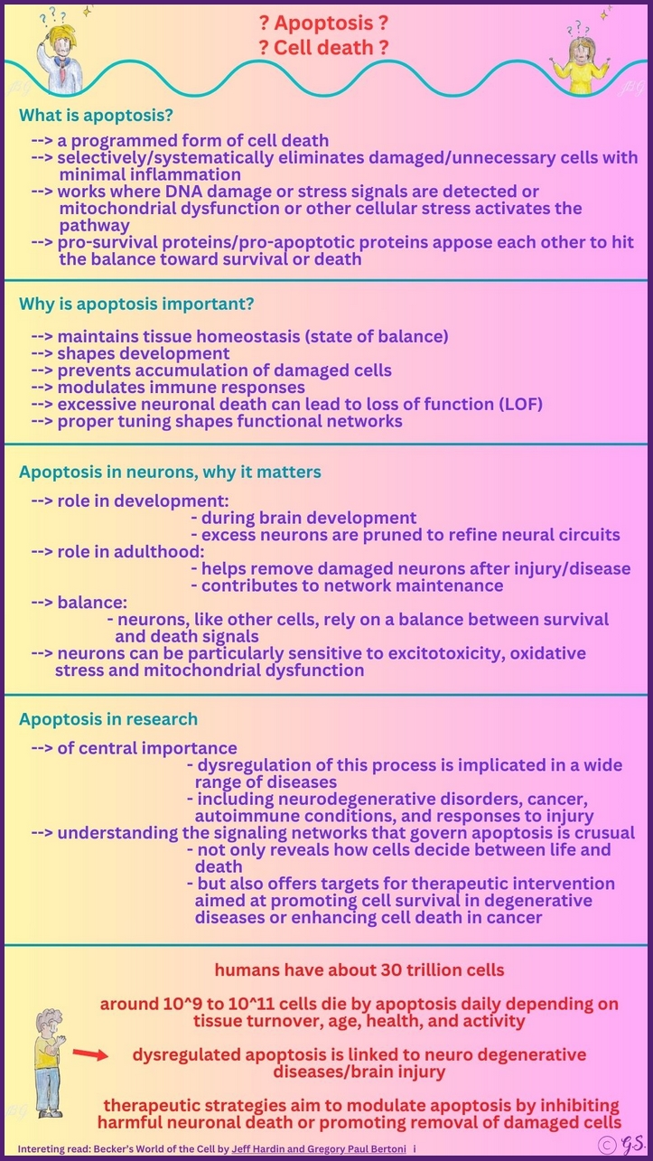 Apoptose