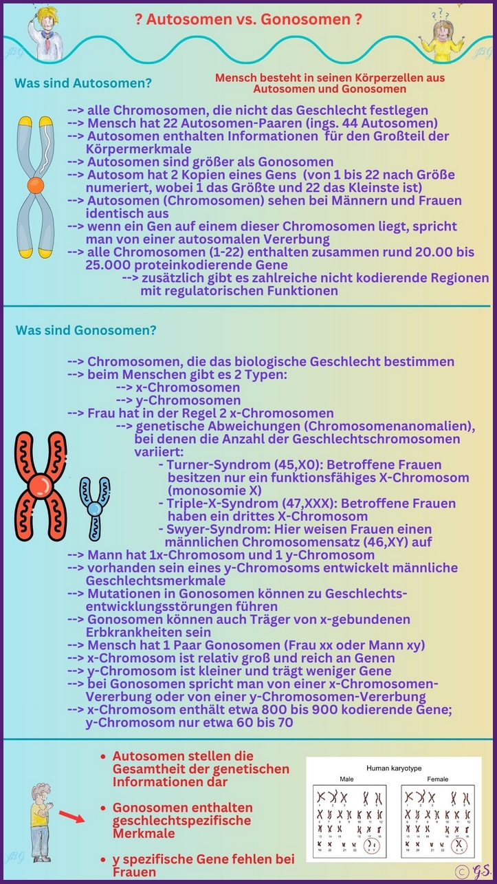 Autosomen vs. Gonosomen