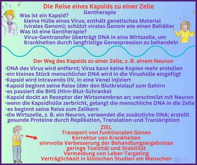 Reise eines Capsids?