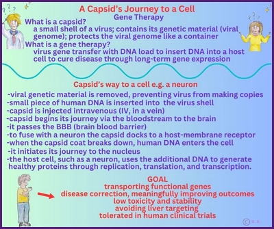 Reise eines Capsids?