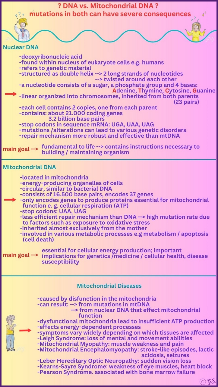 Mitochondriale Erkrankungen