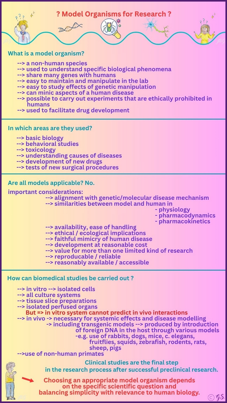 Modellorganismen in der Forschung