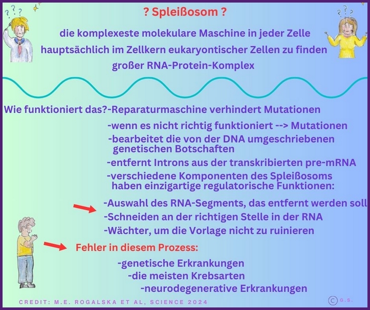 Was ist ein Splei&szlig;osome?