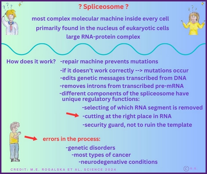 Was ist ein Splei&szlig;ome?