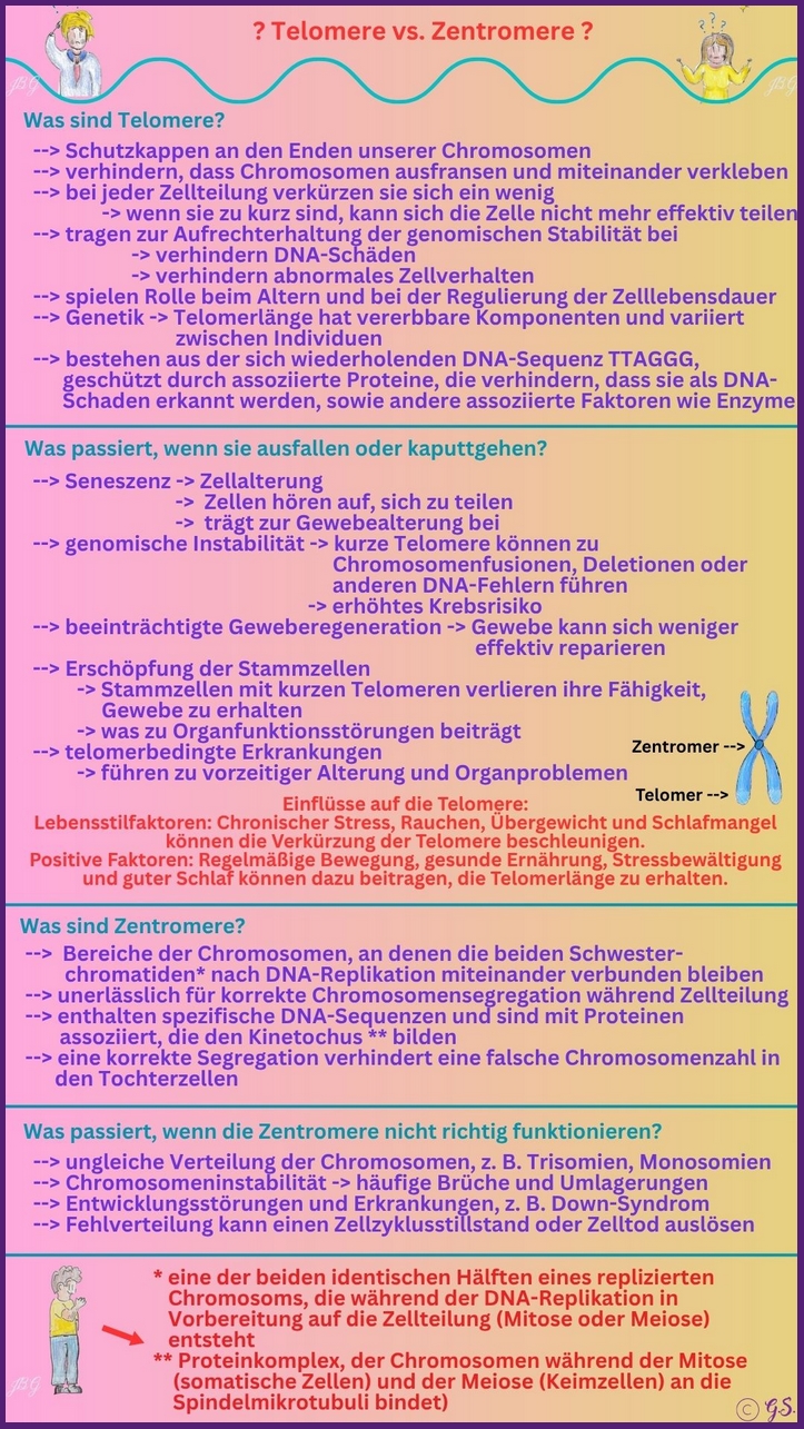 Telomere vs. Zentromere