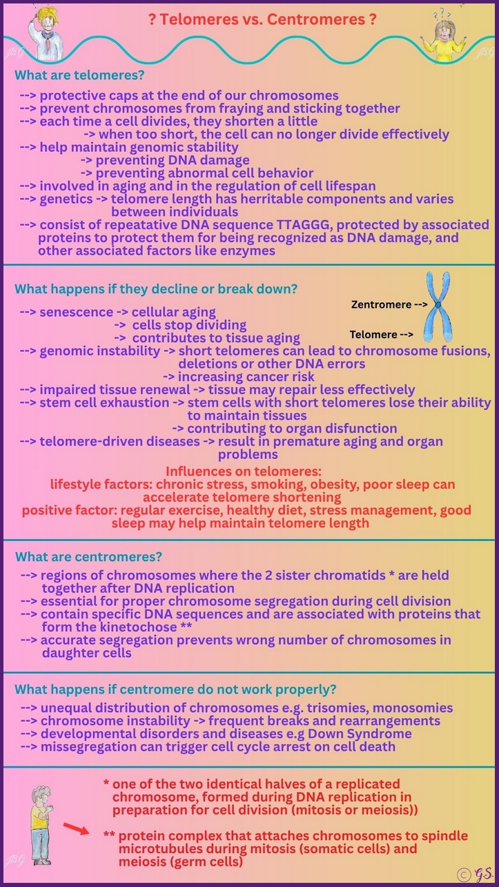 Telomere vs. Zentromere